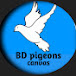 BD pigeon canvas