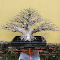 Raizes microcarpa bonsai