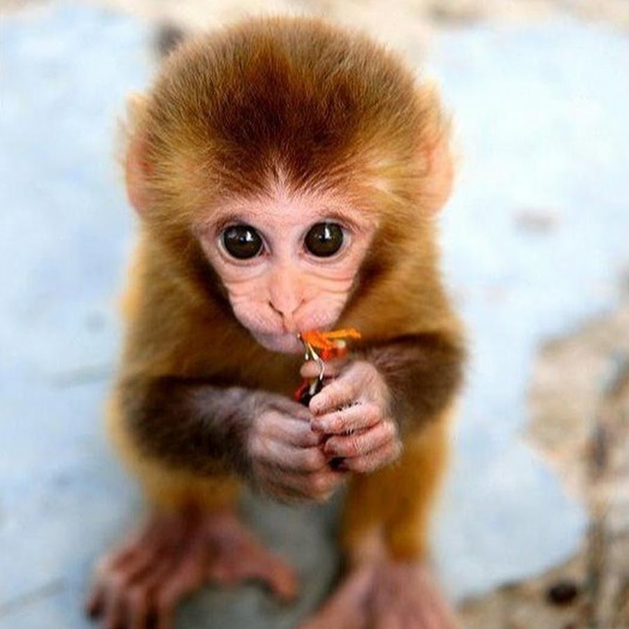 Маленькая смешная обезьяна