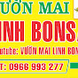 Vườn mai linh bon sai