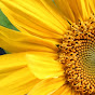 Sunflower Tarot & Healing