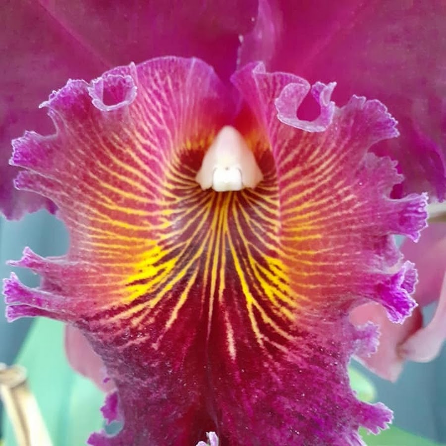 The Orchid SaGa