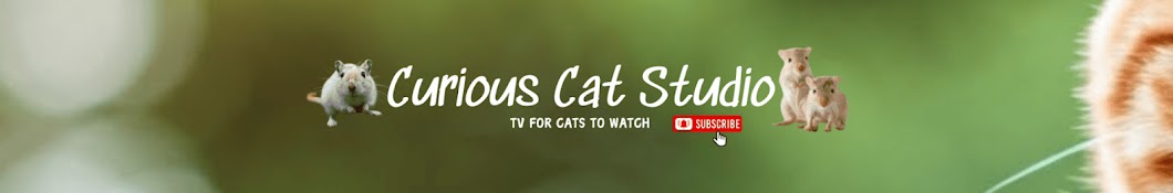 Curious Cat Studio