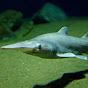 Speedy Goblin Shark