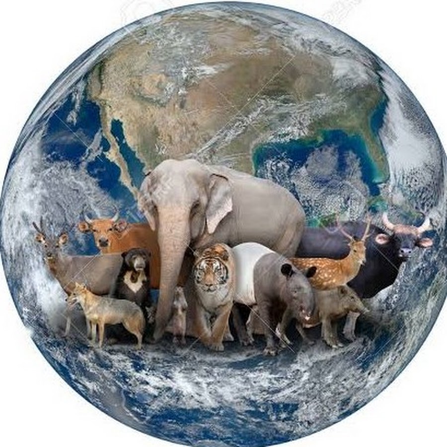 Животные на фоне земного шара