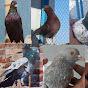 786 pigeon punjab