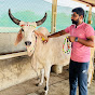 BharatThara ni Kankrej cow