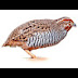  Bush quail video 