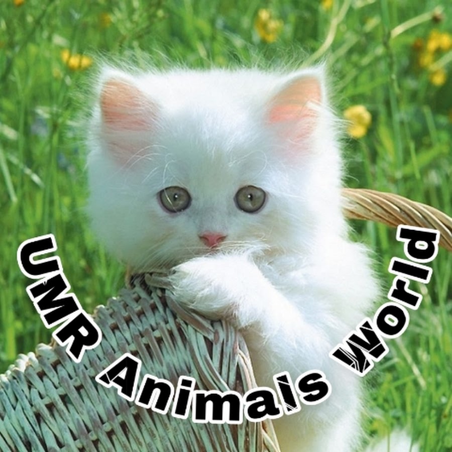 UMR Animals World @umranimalsworld