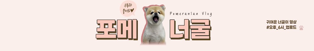 너굴랜드 Pomeranian Vlog