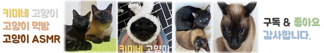 키미네 고양이Kimi's Cat