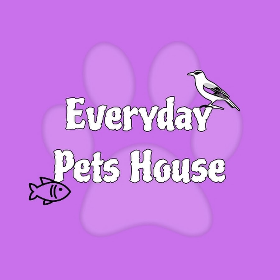 everydaypetshouse #petfish #aquascape #aquariumpets #fish #aquaticpets  #fishtank 