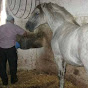 Zenata Horses & Tbourida Morocco تبوريدة زناتة