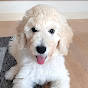 Luna the standard poodle