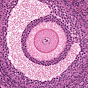 Histologia - teoria e prática