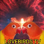 Lovebirds tv