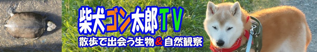 柴犬ゴン太郎TV