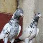 SK Pigeon Loft