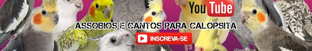 Canal Assobios e cantos para calopsita