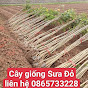 Cây sưa đỏ giống 