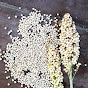 SORGHUM NUSANTARA