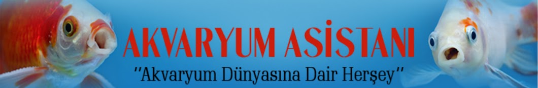 Akvaryum Asistani