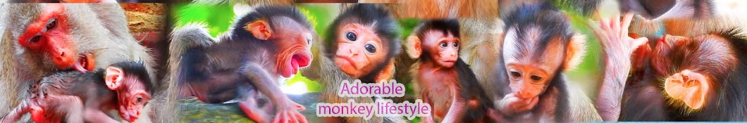 Adorable monkey lifestyle Banner