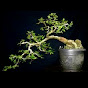 Putu Bonsai