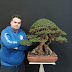 Roberto francese bonsai