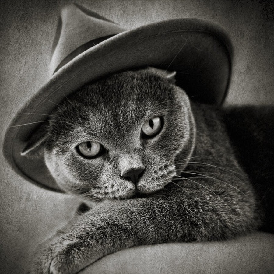 Серый кот в шляпе