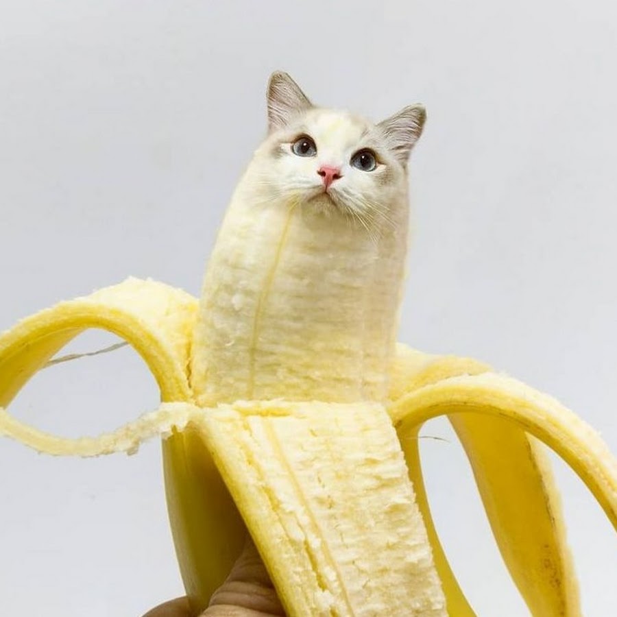 Кошка бананчик. Maxwell & Banana Cat. Фото на обложку в ВК Banana Cat. Фото котобанана. Можно ли кошкам банан
