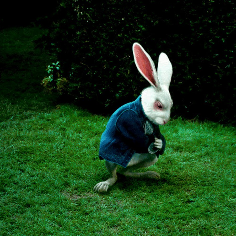 Зайка работаю работаю. Белый кролик Алиса в стране чудес. Белый кролик Алиса в стране чудес гиф. Кролик Алиса в стране чудес. Кролик Алиса в стране чудес гиф.