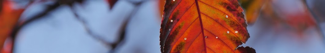 Japan's seasonal scenery