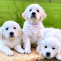 Rockvale puppies