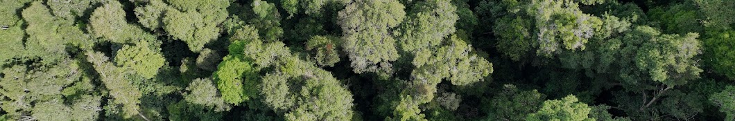 Ditjen Pengelolaan Hutan Lestari