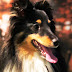 ドッグボーディBodhi Sheltie Dog