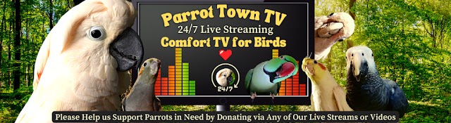 Parrot Town TV