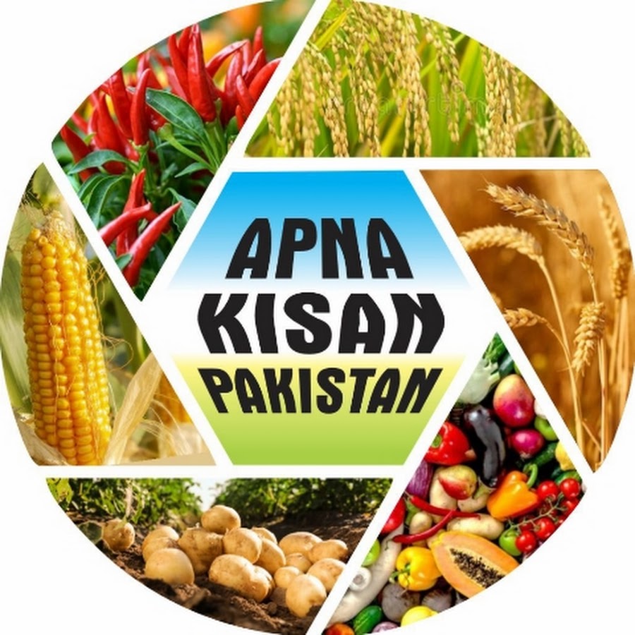 Ready go to ... https://youtube.com/@ApnaKisanPakistan?si=D9tLt4reVhAwWsTk [ Apna Kisan Pakistan]