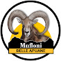 Mufloni delle Apuane