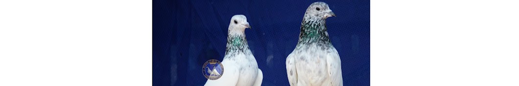 Pigeons History