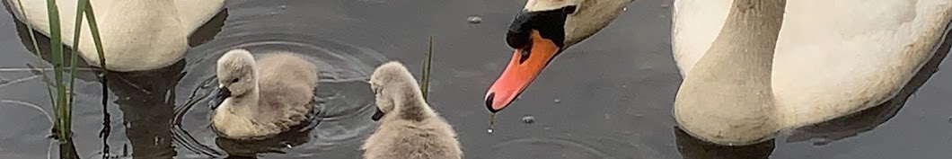 Videographer Of WaterFowl 