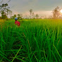 Countryside in Cambodia