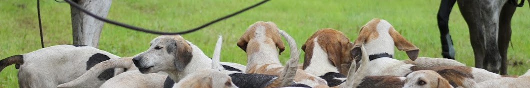 Schleppjagd Foxhounds