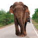 Wild elephant demand