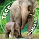 Thai Elephant Conservation Center