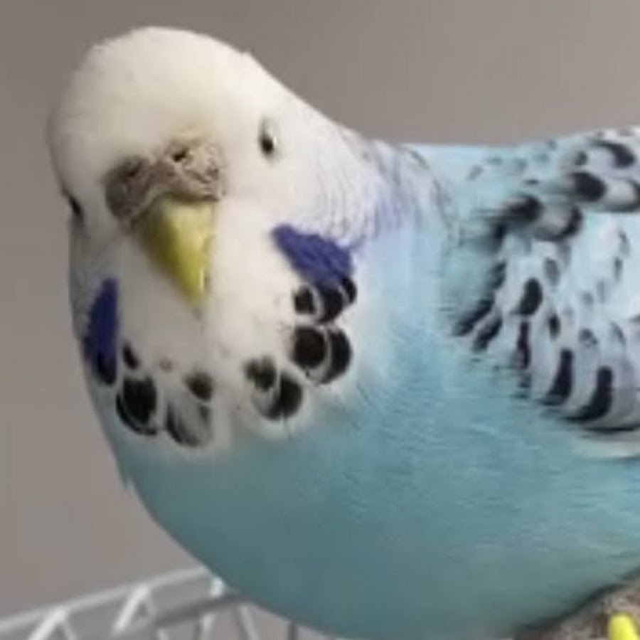 Google the budgie (INACTIVE)
