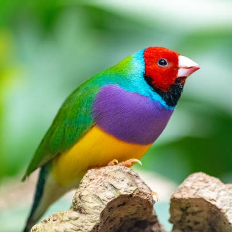 ib-finches-forever-youtube