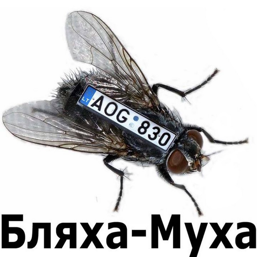 Бляха муха. Муха беа. Муха прикол. Бляха бляха Муха.