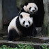 Giant Pandas NiKe妮可Nina妮娜