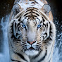 Tigre Blanco